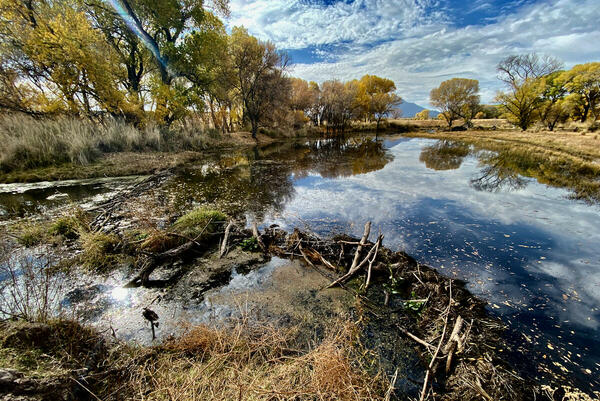 A ciénega in Mexico during the Binational Beaver Survey.