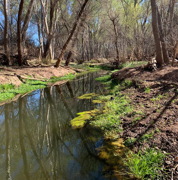 Las Ciénegas National Conservation Area, April 2022.