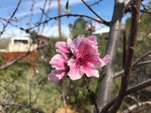 Peach tree in our food forest.