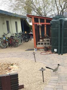 A Greater Roadrunner (ground cuckoo) at the Living Lab A Greater Roadrunner (ground cuckoo) at the Living Lab