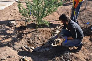 Rock work to create passive rainwater harvesting.