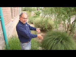 Embedded thumbnail for Recharge the Rain: Build Your Own Basin