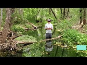 Embedded thumbnail for Release the Beavers!