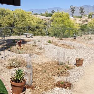 Gravel-lined backyard thriving! Multiple small rain basins harvest the rain throughout the landscape. Photo provided by Chris G.