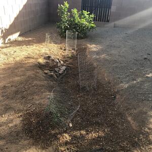 New rain basin with vegetation wrapped in chicken wire to protect from nature’s pest. Photo provided by Jennifer K.