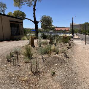 Native vegetation in abundance! This frontyard basin features mesquite saplings, shrubs and grasses, all helpful to harvest the rain. Photo provided by Paul B.