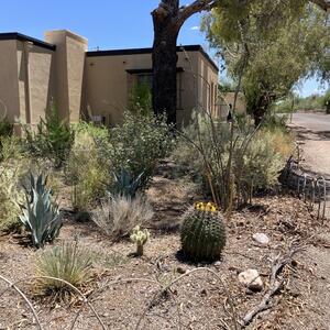 Sonoran desert landscaping at its best. A diverse set of aloe, cacti, and grasses will only help to maximize rainwater harvesting! Photo provided by Paul B.