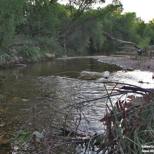 Watershed Management Group Sabino Creek Living Waters gallery photo