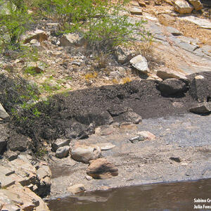 Watershed Management Group Sabino Creek Living Waters gallery photo