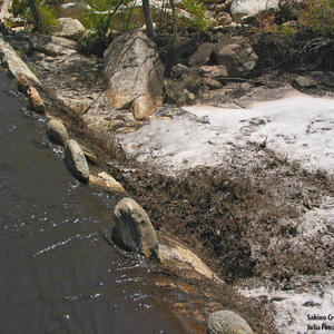 Watershed Management Group Sabino Creek Living Waters gallery photo