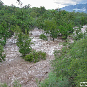 Watershed Management Group Sabino Creek Living Waters gallery photo
