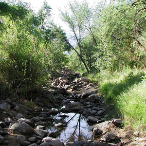 Watershed Management Group Sabino Creek Living Waters gallery photo