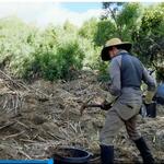 a still taken from a video of volunteers removing invasive plant species from tanque verde creek