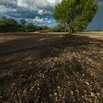 bare-soil-tree-in-background