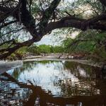 flow-overhanging-tree