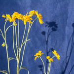 These lovely wildflowers bringing their beauty to the event. 