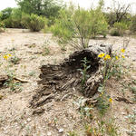 Wildflowers and fallen logs.