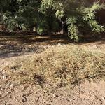 "With glee, I overturned one paving stone, another, and another, tearing at the sneaky stolons. "Bermuda grass, you are gone!" was my victory cry. Alas, now so is my patio! - Paula R.
