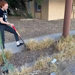 "The invasives were in my neighborhood, on the corner of a street." - Brandon W.