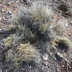 "One of numerous piles of buffelgrass from our pull this morning. Also gave us a good overview of what we’re dealing with and to create a plan for the next few weeks." - Charlene W.