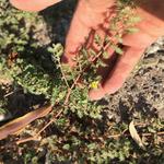 "I ended up with two large trash bags full of invasive weeds!" - Gregory M. (Goathead pictured)