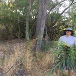 "We started removing arundo from around our favorite pond in Tanque Verde Creek. Today, we removed approximately a dozen small arundo sprouts, and will return to clear what we can by hand." - Sara B.