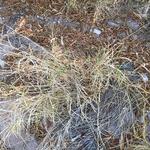 "It wasn’t as widespread as I thought it would be. Other grasses are more prominent – bermuda grass I think, and another grass that’s taller and more cane like, with little seeds like horseshoes." - Susanna S.