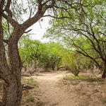 A path through the Isabella Lee Nature Preserve.