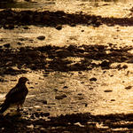 A Cooper's Hawk wades in the water. Photo by Julius Schlosburg