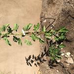 "Planted a fig tree, transplanted an agave to make room, and reshaped passive berms." - David R.