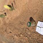 "I dug out a series of channels and small basins to capture rainwater. Then, I repurposed a used pickle jar as a shaker for native wildflower seeds." - Gregory M. 