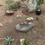 "I bought plants this weekend from the Mission Garden plant sale and from Spadefoot Nursery. Now for the monsoons to come!" - Jan S.