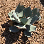 Watershed Management Group Phoenix Green Infrastructure Training at the Flood Control District Office March 2016