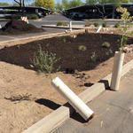 Trees in tall pots waiting to be planted