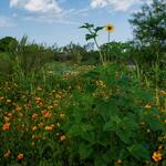 sunflowers-and-poppies