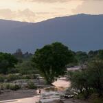 sunset-confluence-flow-tree