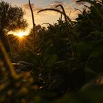 sunset-through-flora