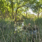 Watershed Management Group Tanque Verde Flow and Feast event April 2016