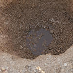 Watershed Management Group Tanque Verde Flow and Feast event April 2016