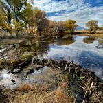 A ciénega during the Mexico beaver survey.