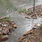 Curb cut in a local Tucson neighborhood