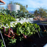 David Stevenson's winter veggies, watered by the rain.