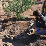 Rock work to create passive rainwater harvesting.