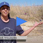 Student volunteer at Arundo removal workday.