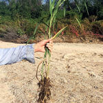 Hand holding removed arundo