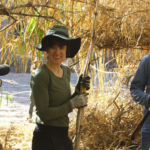 Volunteers Removing Arundo
