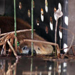 Photo by Chris Richards/Arizona Daily Star