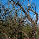 Fort Lowell neighborhood mesquite grove irrigation canal