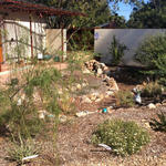 At this midtown house, rainwater flows off the roof and down a decorative rain chain into a pot. The pot drains under a walkway to fill the yard's basin, which is lined with rocks.