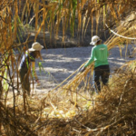 Removing Arundo in Tanque Verde creek